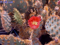 Opuntia aciculata var. orbiculata