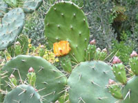 Opuntia megapotamica