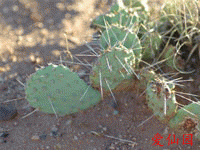 Opuntia pinkavae