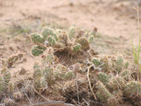 Opuntia polyacantha var. arenaria