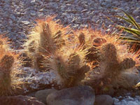 Opuntia polyacantha var. erinacea