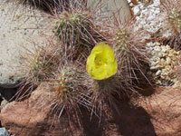 Opuntia polyacantha var. erinacea