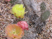 Opuntia polyacantha var. erinacea