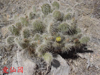 Opuntia polyacantha var. erinacea