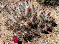 Opuntia polyacantha var. erinacea