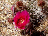 Opuntia polyacantha var. erinacea