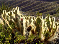 Opuntia polyacantha var. erinacea