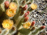 Opuntia polyacantha var. erinacea