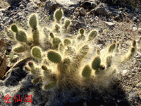 Opuntia polyacantha var. erinacea