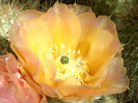 Opuntia polyacantha var. erinacea