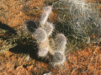 Opuntia polyacantha var. erinacea