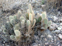 Opuntia polyacantha var. erinacea