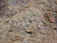 Opuntia polyacantha var. erinacea