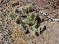 Opuntia polyacantha var. erinacea