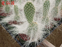 Opuntia polyacantha var. erinacea