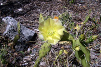 Opuntia triacantha