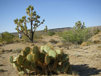 Opuntia x curvospina