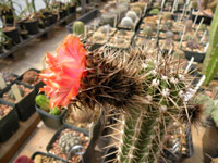 Pachycereus lepidanthus