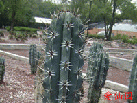 Pachycereus tepamo