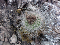 Parodia alacriportana subsp. catarinensis