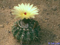 Parodia allosiphon