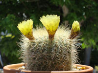 Parodia concinna subsp. agnetae