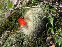 白雪光 subsp. haselbergii