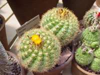 Parodia hausteiniana