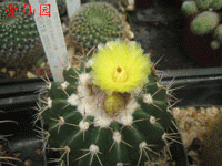 Parodia langsdorfii