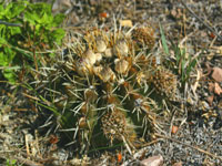 Parodia mammulosa subsp. submammulosa