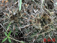 Parodia mammulosa subsp. submammulosa