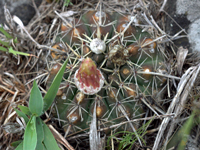 Parodia mammulosa subsp. submammulosa