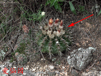 Parodia mammulosa subsp. submammulosa