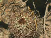 Parodia microsperma var. belenensis