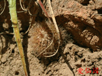 Parodia microsperma var. belenensis