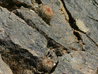 Parodia microsperma var. dichroacantha