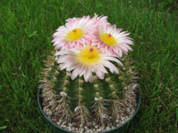 Parodia mammulosa subsp. brasilensis