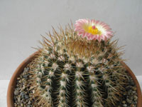 Parodia mammulosa subsp. brasilensis