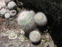 Parodia rudibuenekeri subsp. glomerata