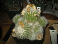 Parodia scopa subsp. marchesii