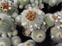 Parodia scopa var. murielii