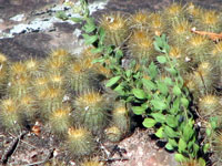 Parodia scopa subsp. neobuenekeri
