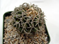 Pediocactus peeblesianus var. menzeli