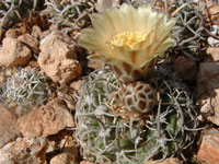 Pediocactus peeblesianus var. hurricanensis