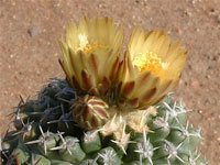 Pediocactus peeblesianus var. maia