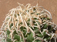 Pediocactus peeblesianus var. maia
