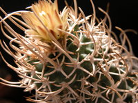 Pediocactus peeblesianus var. maia