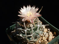 Pediocactus peeblesianus var. menzeli