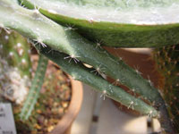 Peniocereus castellae