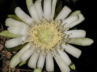 Peniocereus castellae